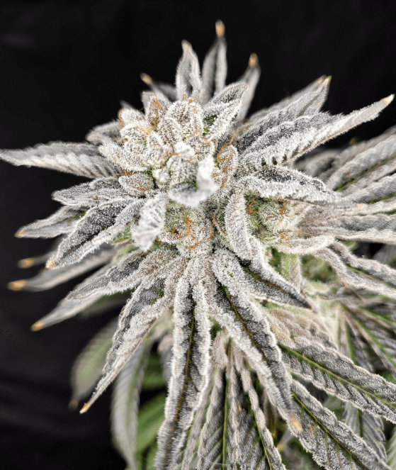 Pure Instinto Yuzu Grape Kush cannabis plant image 1