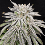 Pure Instinto Yuzu Grape Kush cannabis plant image 2
