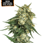 Seed Stockers BCN Critical XXL FAST cannabis plant image 1