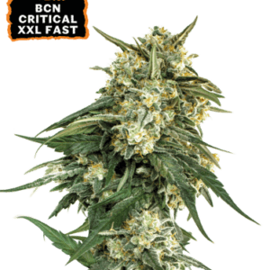 Seed Stockers BCN Critical XXL FAST cannabis plant image 1