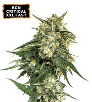 BCN Critical XXL FAST