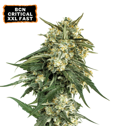 Seed Stockers BCN Critical XXL FAST cannabis plant image 1