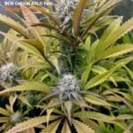 Seed Stockers BCN Critical XXL FAST cannabis plant image 2