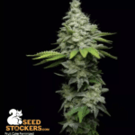 Seed Stockers Fruit Cake cannabis plant image 2