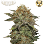 Seed Stockers Fruit Cake cannabis plant image 4