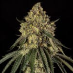 Silent Seeds B52 cannabis plant image 1