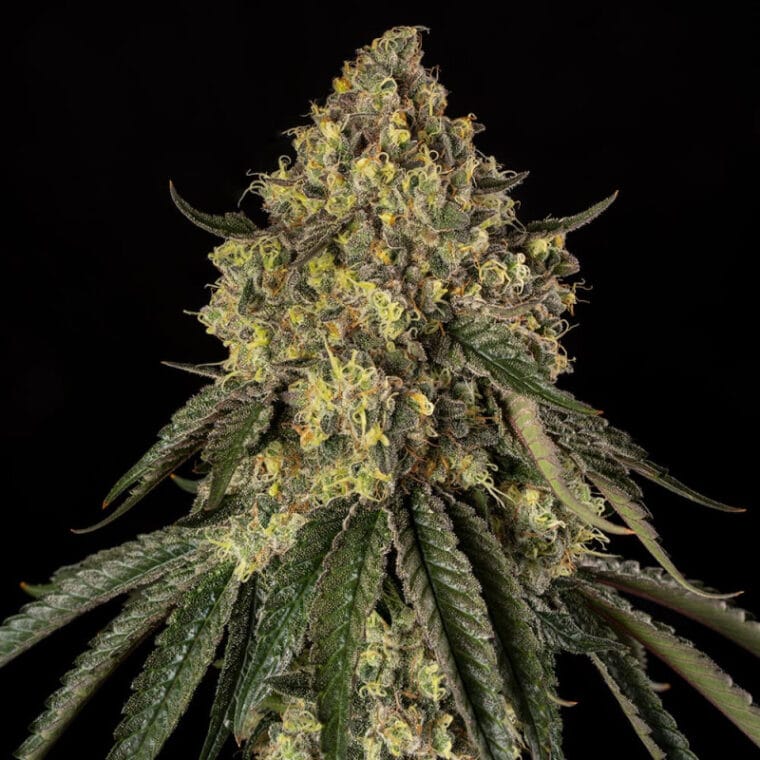 Silent Seeds B52 cannabis plant image 1