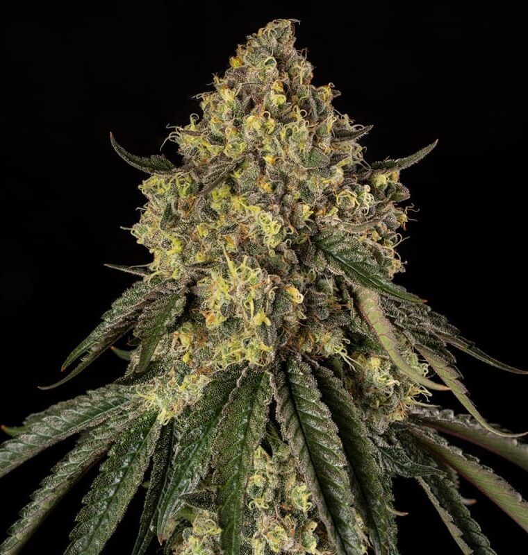 Silent Seeds B52 cannabis plant image 1