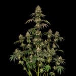 Silent Seeds B52 cannabis plant image 2