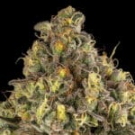Silent Seeds B52 cannabis plant image 3