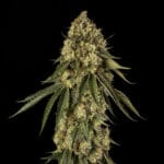 Silent Seeds B52 cannabis plant image 4