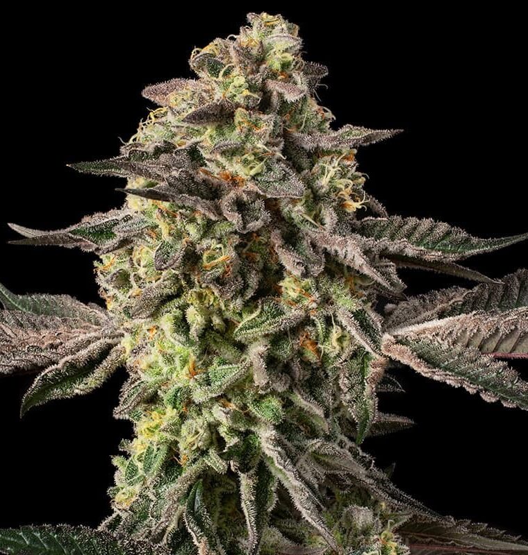 Silent Seeds Sugar Rock cannabis plant image 1
