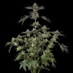 Silent Seeds Sugar Rock cannabis plant image 2