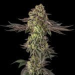 Silent Seeds Sugar Rock cannabis plant image 3