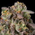Silent Seeds Sugar Rock cannabis plant image 4