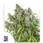 Super Sativa Seed Club Frosty Friday cannabis plant image 1