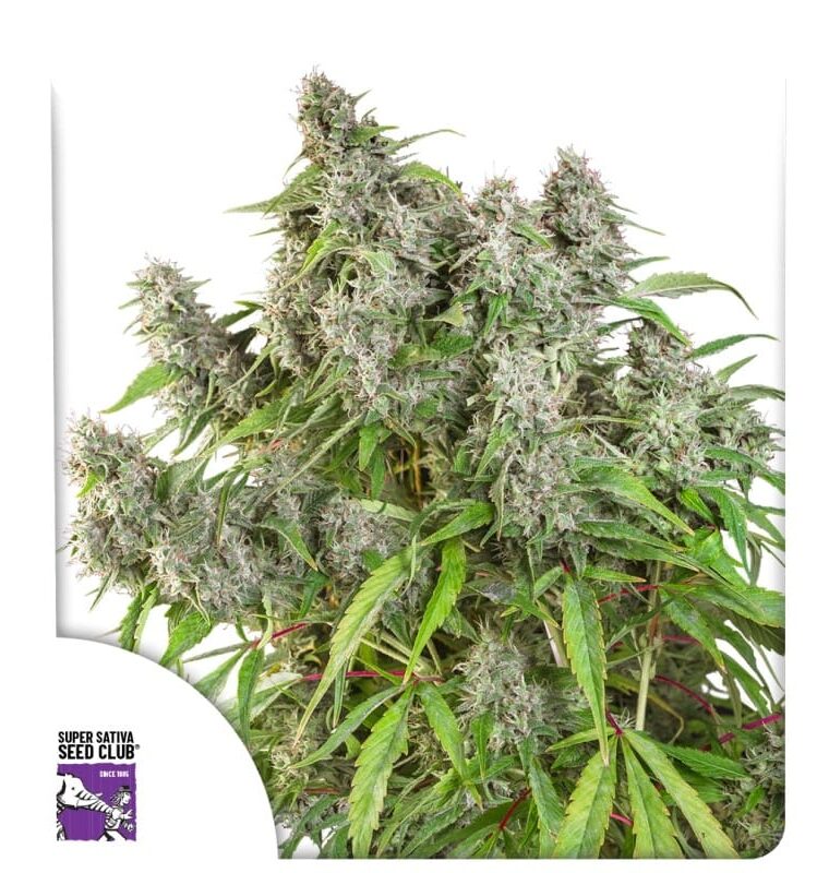 Super Sativa Seed Club Frosty Friday cannabis plant image 1