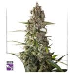 Super Sativa Seed Club Prima Holandica cannabis plant image 1