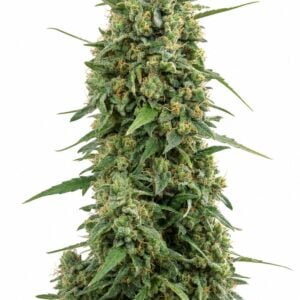 Afghan Kush by Seed City Bulk Cannabis Seeds plant image