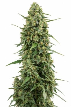 Afghan Kush