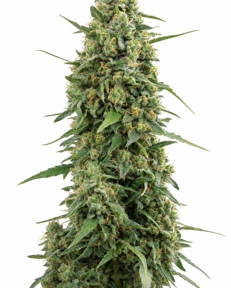 Afghan Kush by Seed City Bulk Cannabis Seeds plant image