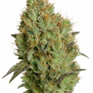 Afghan Special #3 by Seed City Bulk Cannabis Seeds plant image