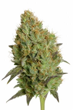 Afghan Special #3