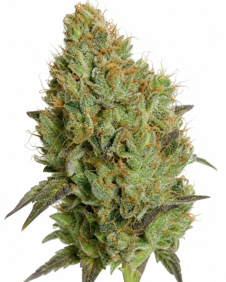 Afghan Special #3 by Seed City Bulk Cannabis Seeds plant image