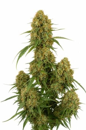 Afghan x Gorilla