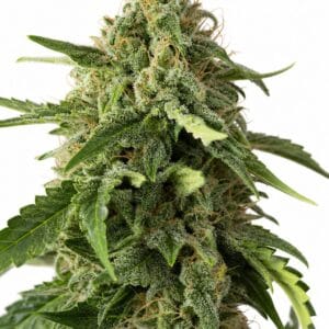 Afgoo by Seed City Bulk Cannabis Seeds plant image