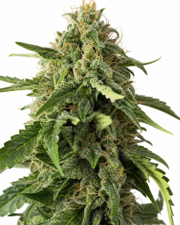 Afgoo by Seed City Bulk Cannabis Seeds plant image