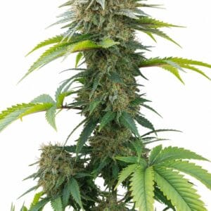 AK by Seed City Bulk Cannabis Seeds plant image