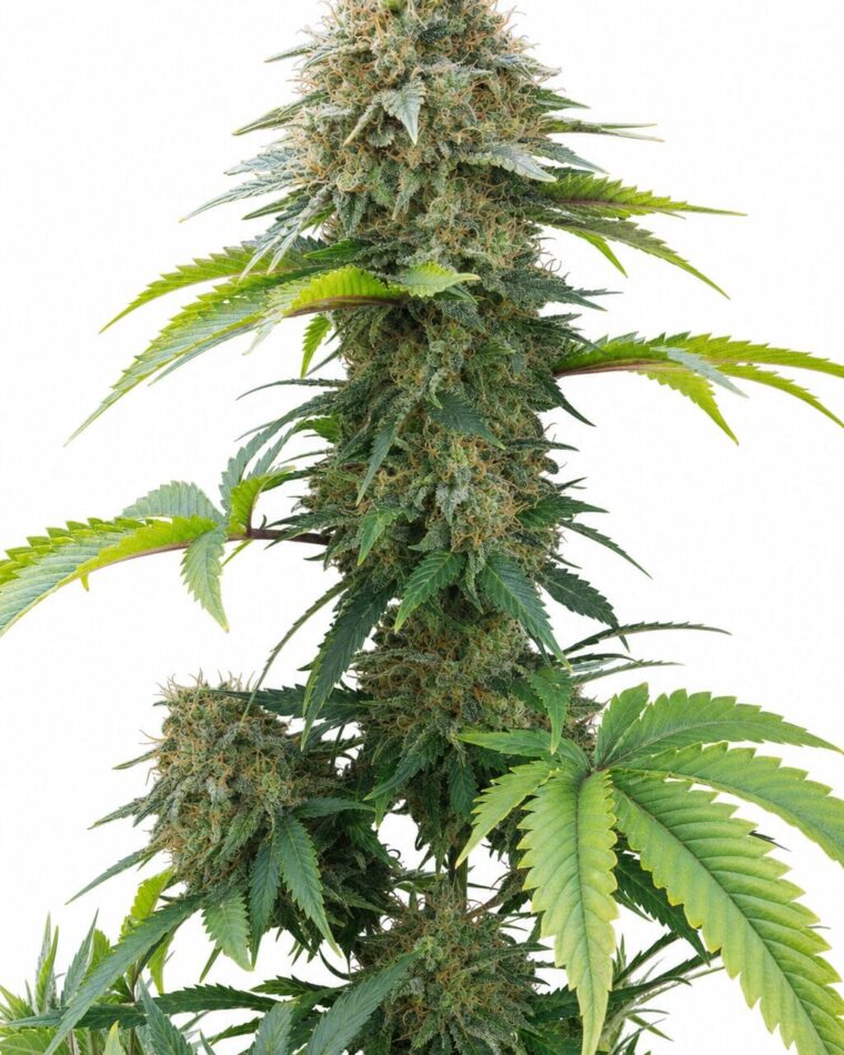 AK by Seed City Bulk Cannabis Seeds plant image