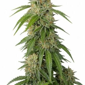 Amnesia by Seed City Bulk Cannabis Seeds plant image