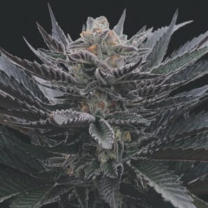 Arcana Collective Banana Hamma cannabis plant image 1