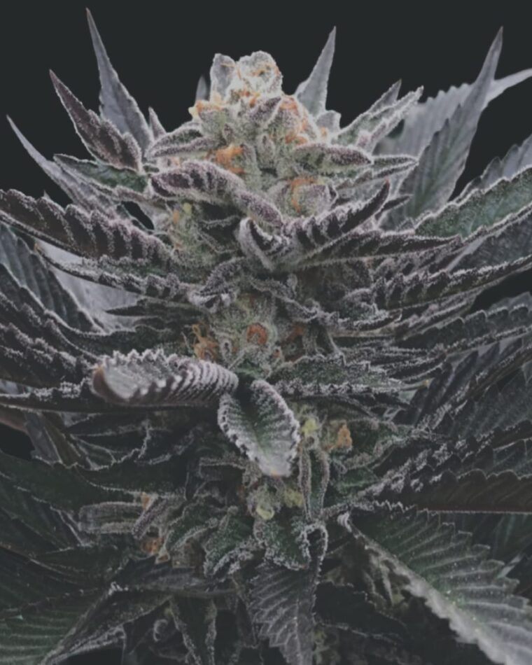 Arcana Collective Banana Hamma cannabis plant image 1