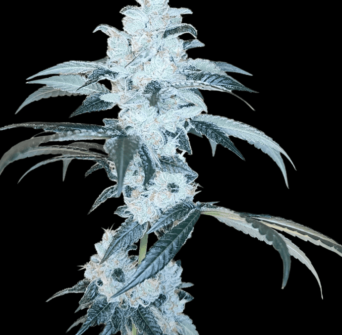 Arcana Collective Bananalicious cannabis plant image 1