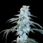 Arcana Collective Bing Cherry Brittle cannabis plant image 1