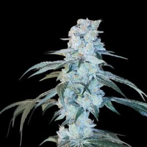 Arcana Collective Bing Cherry Brittle cannabis plant image 1