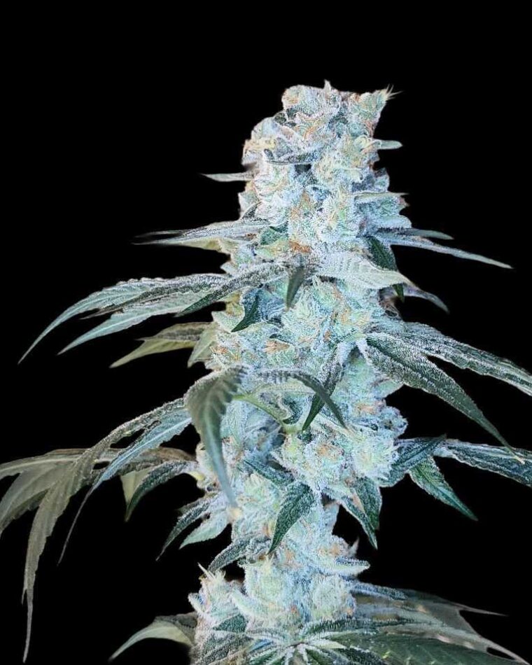 Arcana Collective Bing Cherry Brittle cannabis plant image 1