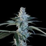 Arcana Collective Bing Cherry Brittle cannabis plant image 2