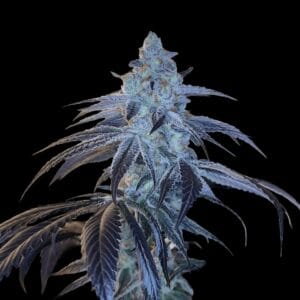 Arcana Collective Disco Fever cannabis plant image 1