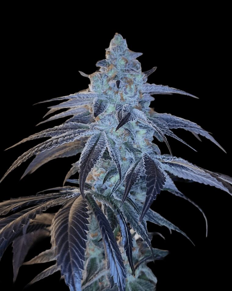 Arcana Collective Disco Fever cannabis plant image 1