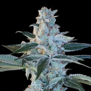 Arcana Collective Elvis Breathe cannabis plant image 1