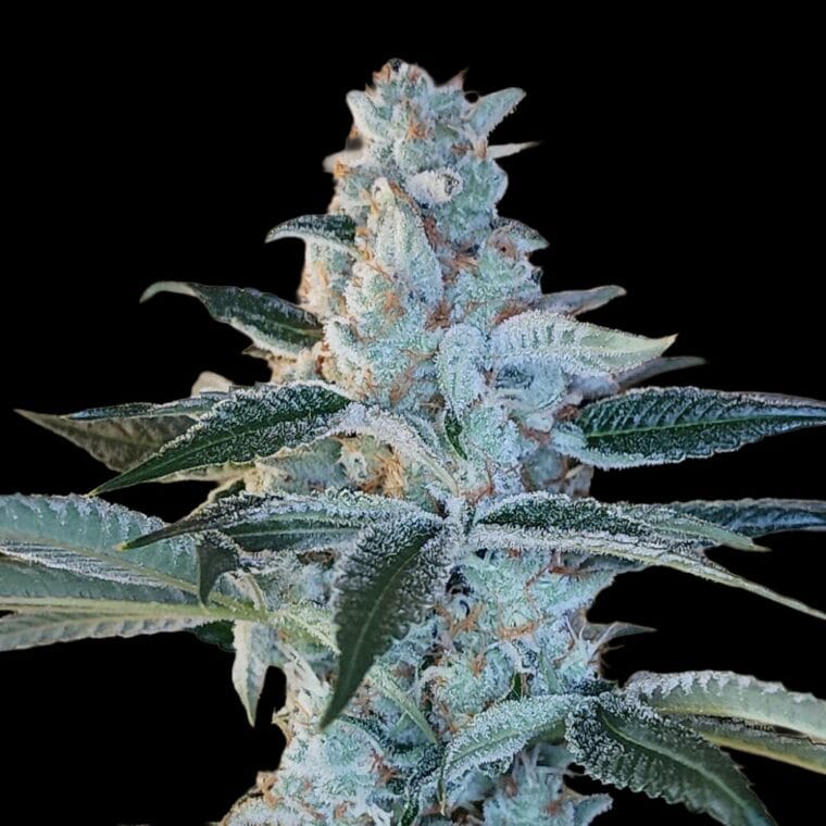 Arcana Collective Elvis Breathe cannabis plant image 1