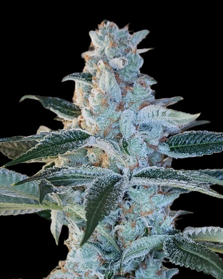 Arcana Collective Elvis Breathe cannabis plant image 1
