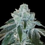 Arcana Collective Flight 19 cannabis plant image 1