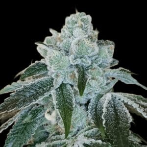 Arcana Collective Flight 19 cannabis plant image 1