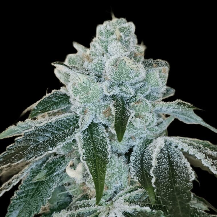 Arcana Collective Flight 19 cannabis plant image 1