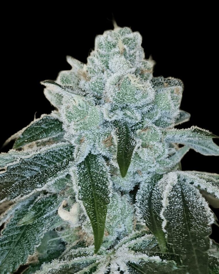 Arcana Collective Flight 19 cannabis plant image 1